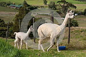 White Alpaca mother and baby