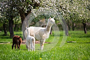 White Alpaca with offspring