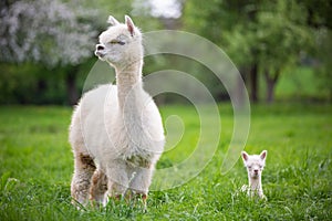 White Alpaca with offspring