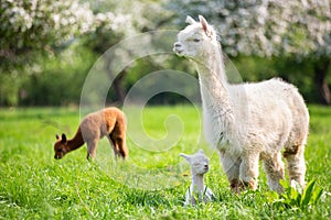 White Alpaca with offspring