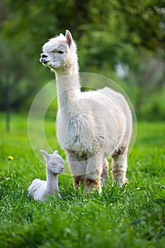 White Alpaca with offspring
