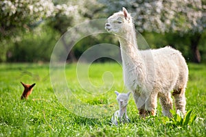 White Alpaca with offspring