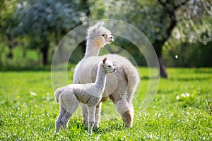 White Alpaca with offspring