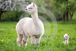 White Alpaca with offspring