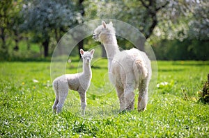 White Alpaca with offspring