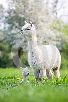 White Alpaca with offspring