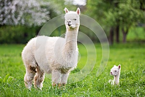 White Alpaca with offspring photo