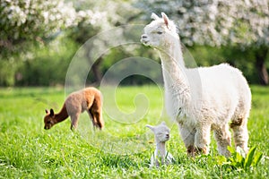 White Alpaca with offspring photo