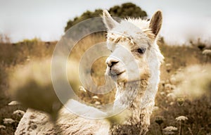 White alpaca on pasture, looking cute through high grass and flowers