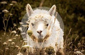 White alpaca on pasture, looking cute through high grass and flowers