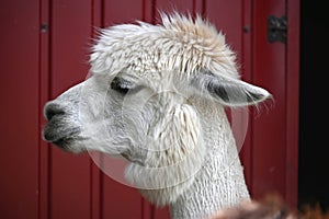 White alpaca with thick fluffy coat and pronounced hairstyle