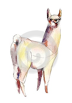 The white alpaca, watercolor illustration isolated on white.