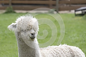 White Alpaca, a white alpaca in a green meadow. Selective focus on the head of the alpaca, photo of head