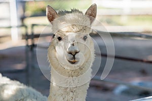 White alpaca in zoooutdoor.