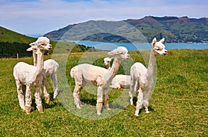 White alpacas