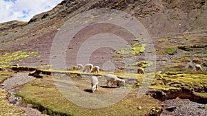 White Alpacas in Andean highlands