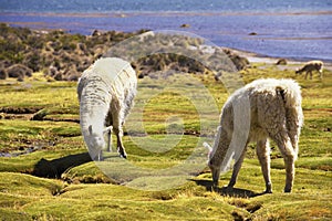 White alpacas graze in Lauca National park, circa Putre, Chile. photo