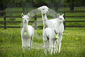 White alpacas, mother and crias photo