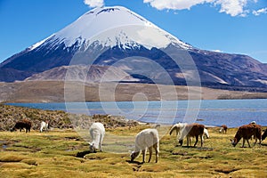 White alpacas Vicugna pacos graze at the Chungara lake shore in Lauca National park near Putre, Chile.