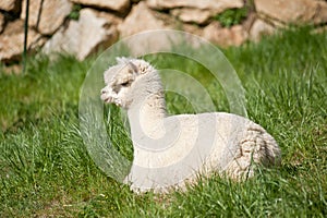 White Alpaka in the Grass