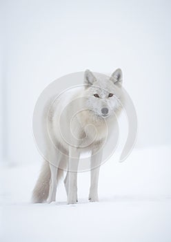 White Alpha Wolf in Winter. Graceful Majesty in the Snow. Generative AI