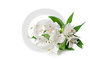 White alstroemeria flowers corner on white background isolated close up, lily flowers bunch for decorative border