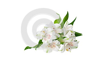 White alstroemeria flowers corner on white background isolated close up, lily flowers bunch for decorative border