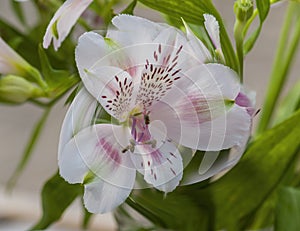 White alstromeria flower spiral affect photo