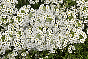 White Alyssum flowers