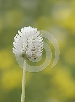 White amaranth