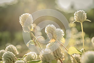 White amaranth flower