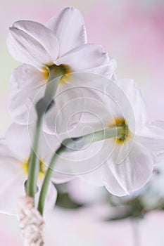 3 white Amaryllidaceae fresh flower back photo