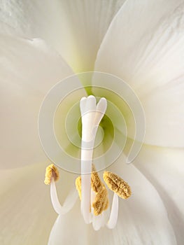 White amaryllis photo