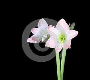 White amaryllis (Amaryllis belladonna L.)