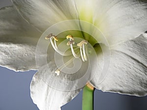 White amaryllis on blue background