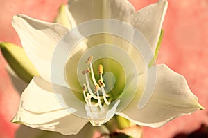 White Amaryllis flower close up