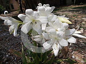 White amaryllis flower. Easter Lily. Lillies close up.