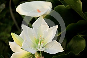 White Amaryllis flower in a garden