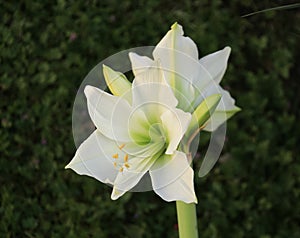 White Amaryllis flower in an outdoor garden