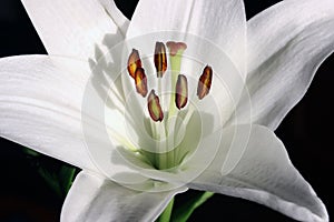 White amaryllis flower with stamens and pistil