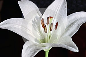 White amaryllis flower with stamens and pistil