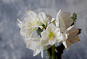 White amaryllis flowers with blue background
