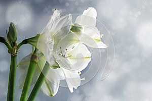 White amaryllis flowers Hippeastrum against a snowy winter bac