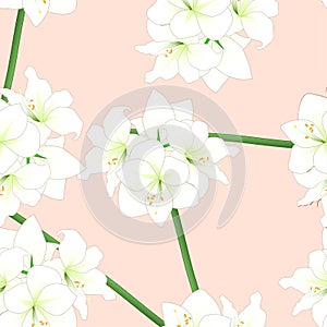 White Amaryllis on Light Pink Orange Background. Vector Illustration