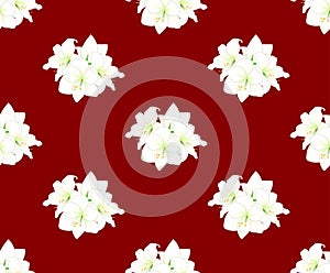 White Amaryllis on Red Background. Vector Illustration.