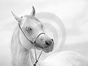 white amazing arabian stallion against cloudy sky background. close up