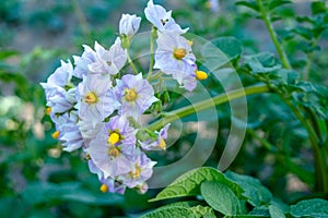White amazing flowers of blooming growing potato in the garden