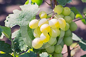 White, amber grapes on the vine.