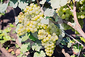 White, amber grapes on the vine.