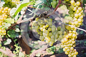 White, amber grapes on the vine